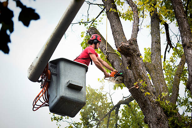 How Our Tree Care Process Works  in  Hesperia, CA